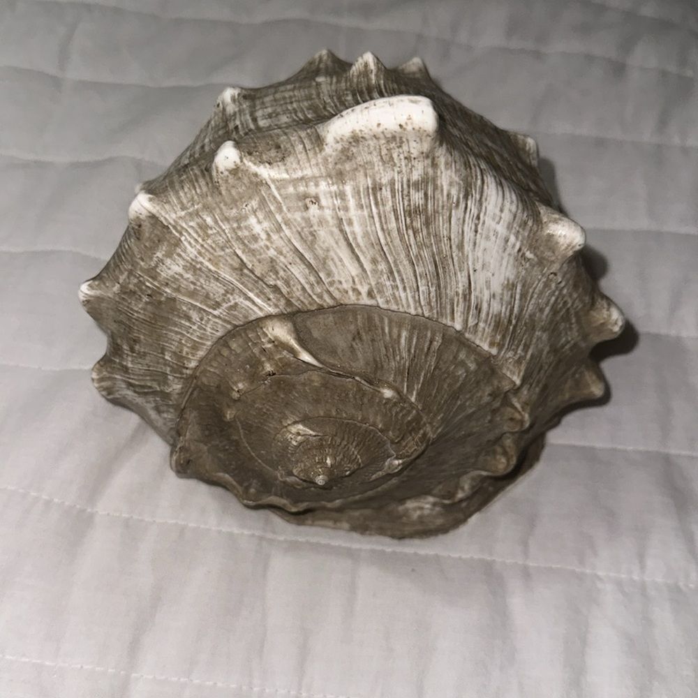 Large Ocean Shell - Picture 3 of 6